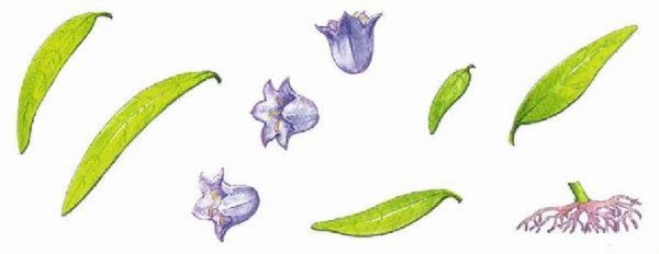 Стебель колокольчика для детей