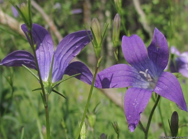 Колокольчик Дальневосточный