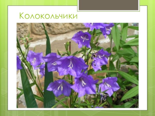 Проект про колокольчик