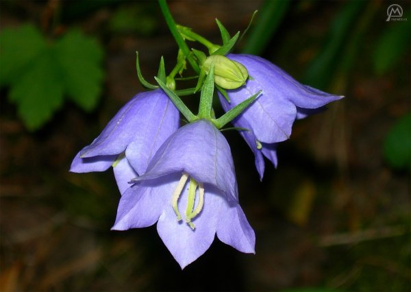 Колокольчик шерстистый