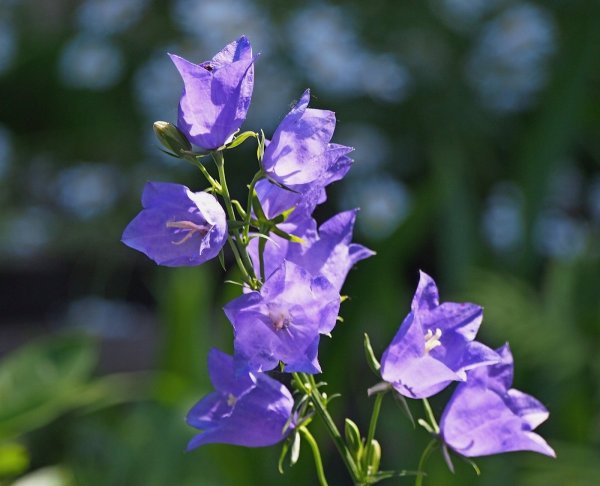 Колокольчик Кампанула красный