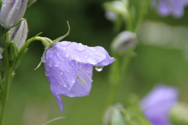 Цветы России колокольчик