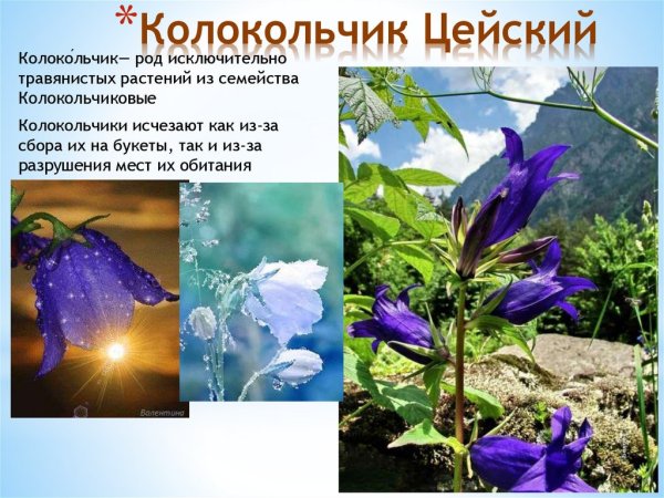 Колокольчик Цейский