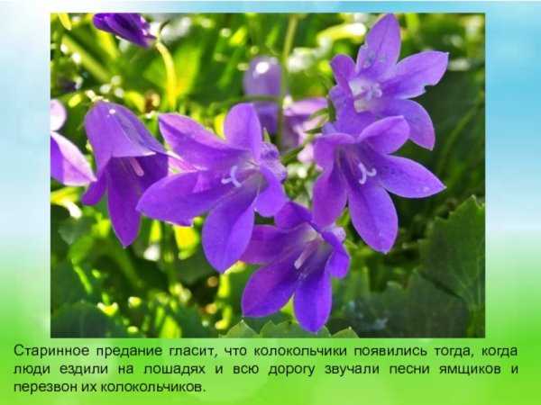 Легенда о колокольчике цветке