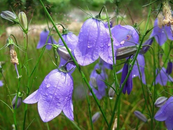 Колокольчик полевой