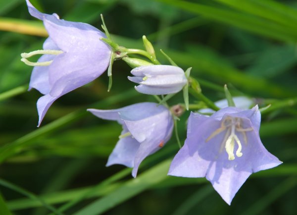 Колокольчик персиколистный