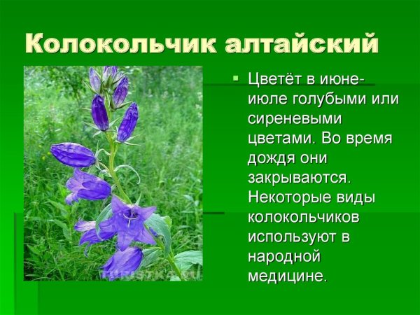 Колокольчик Алтайский красная книга