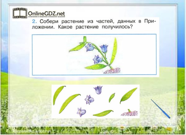 Собери растение