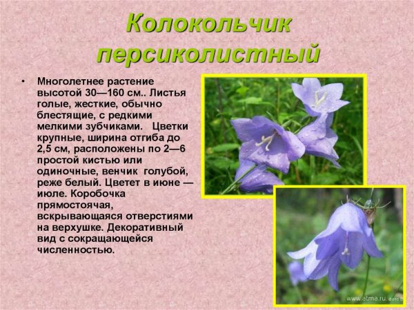 Колокольчик персиколистный красная книга