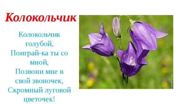 Колокольчик "цветы"