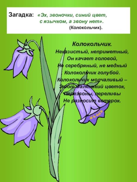 Загадка про колокольчик цветок