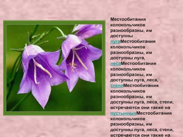 Колокольчик широколистный красная книга краткое описание