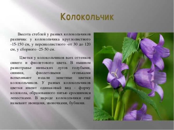 Колокольчик описание растения