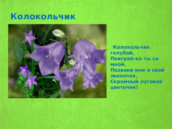 Стихи про колокольчики цветы