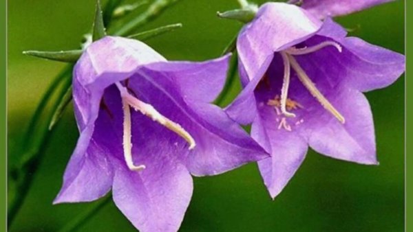 Колокольчик растение для детей