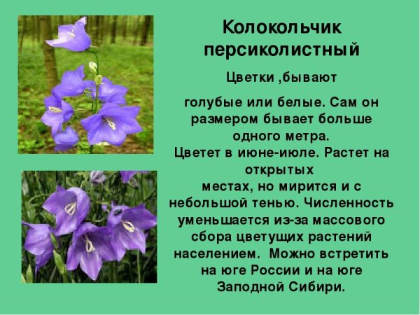 Колокольчик персиколистный соцветие