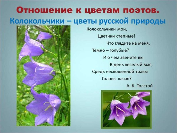 Описание про колокольчик цветов