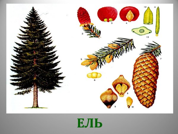 Листья и плоды ели