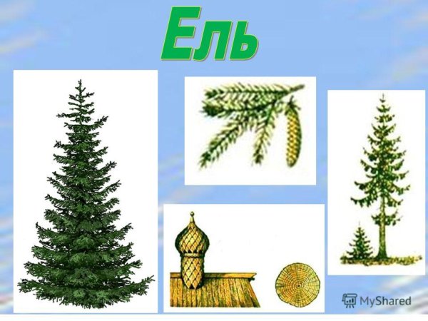 Деревья дошкольникам ель
