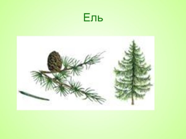 Хвойные деревья для детей начальной школы