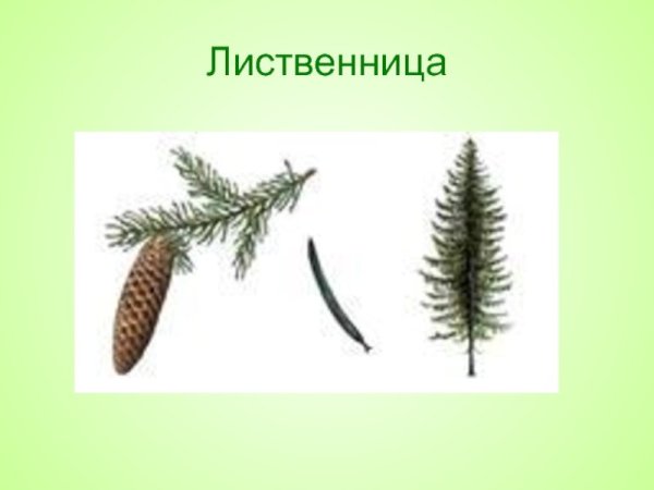 Ель шишки и хвоинки