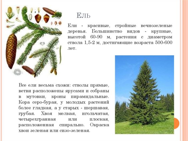 Паспорт растения ель