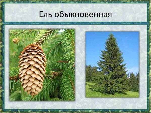 Паспорт растения ель обыкновенная