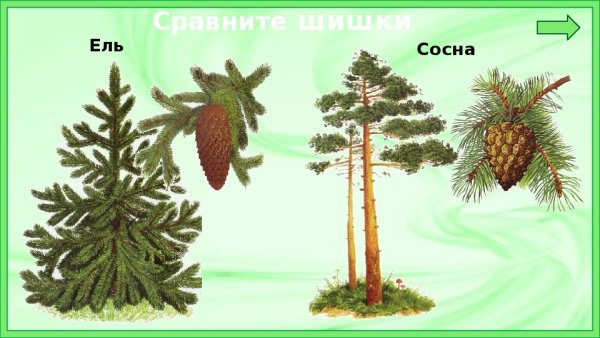 Ель и сосна для детей