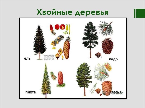 Хвойные деревья ель сосна пихта кедр