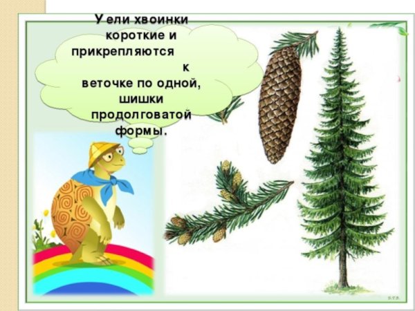Что такое хвоинки 1 класс