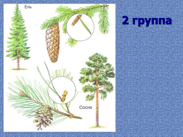 Хвойные деревья окружающий мир