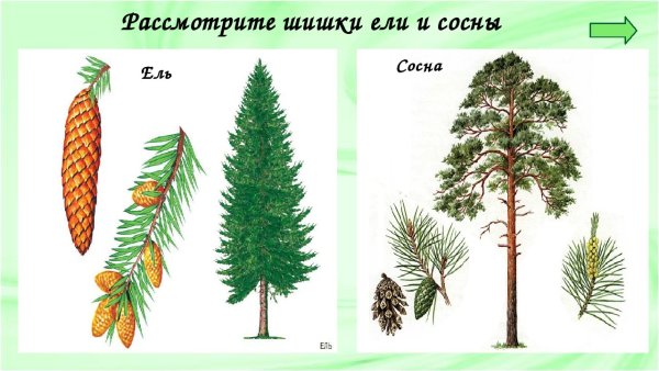 Хвойные деревья для дошкольников