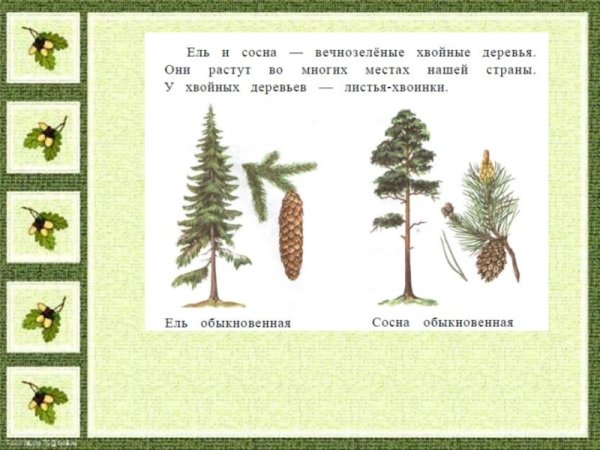 Хвойные деревья задания