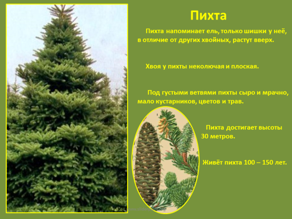 Особенности хвоинок пихты