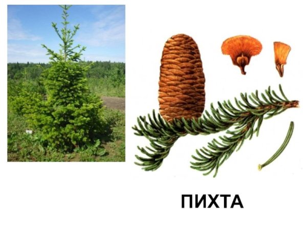 Пихта шишки и хвоинки