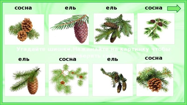 Ель, сосна, лиственница, кедр, пихта шишки