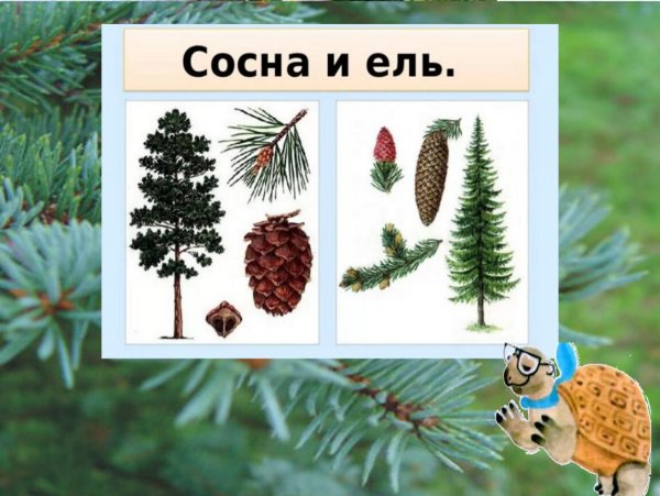 Ель шишки и хвоинки окружающий мир