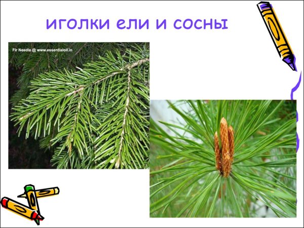 1 Класс окружающий мир хвоинки сосна ель лиственница