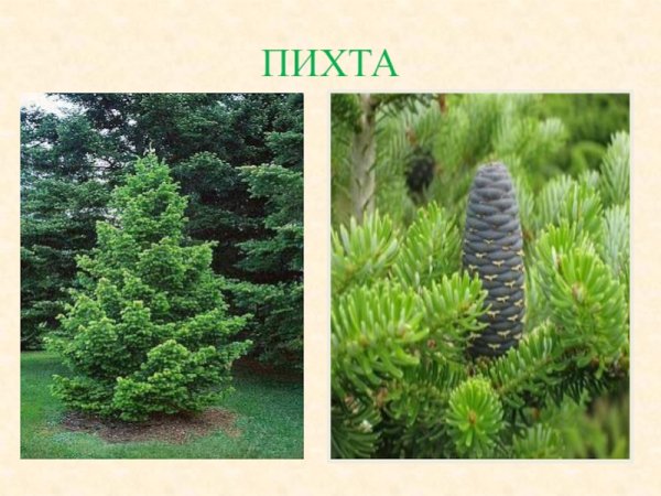 Пихта биология