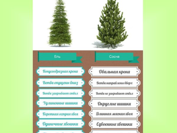 Хвойные деревья 1 класс окружающий