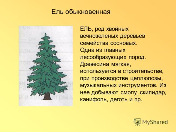 Ель описание