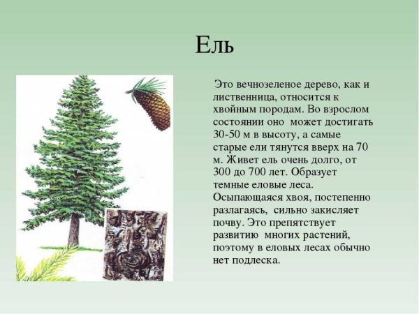 Относится ли Кипарис хвойному дереву