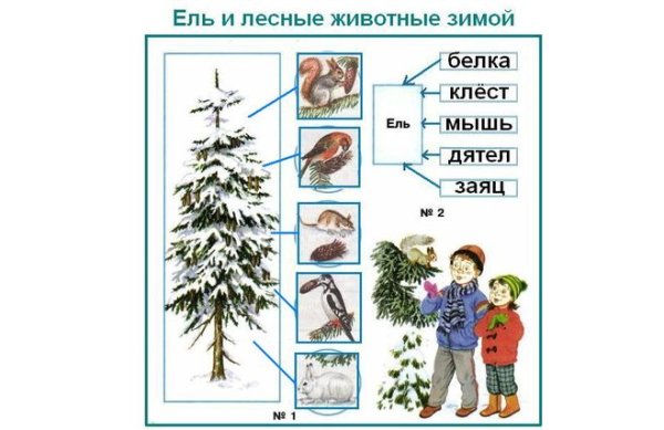 Связь между елью и лесными животными