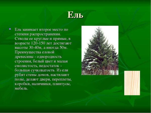 Сведения о хвойных деревьях