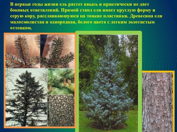 Ель картинка с описанием