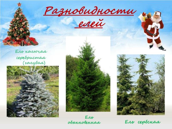 Разновидности ели колючей