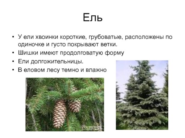 Доклад о ели