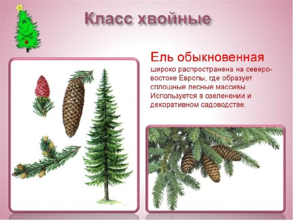 Ель обыкновенная голосеменное растение