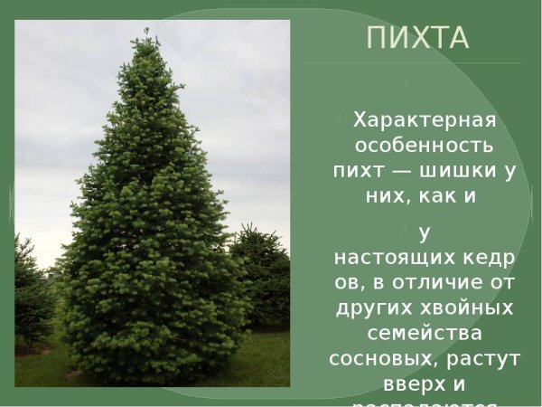Паспорт. Хвойные пихта