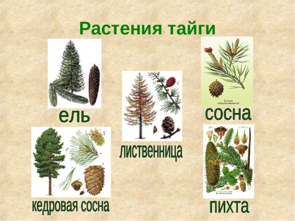 Растения обитающие в тайге